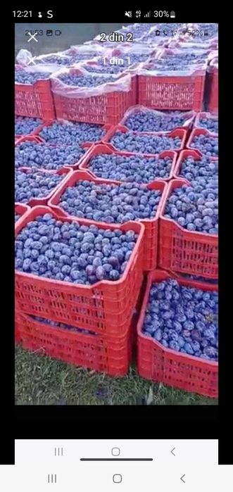 Vand prune de tuica cu livrare la domiciliu  in toata ţara