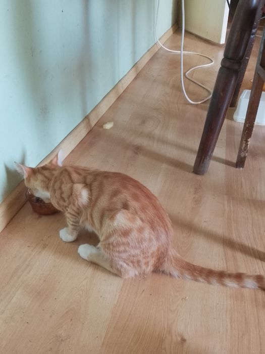 Подарявам мъжка котка