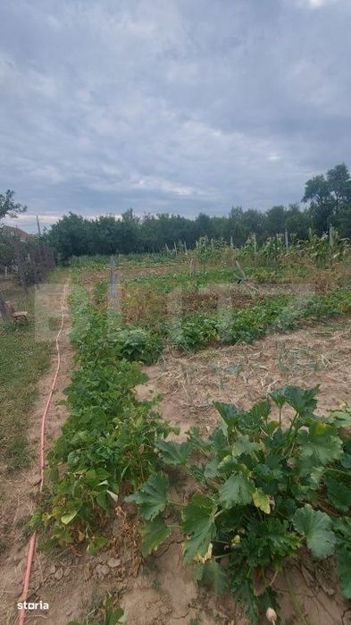 Cabana cu teren de 18 ari, zona Viile Satu Mare