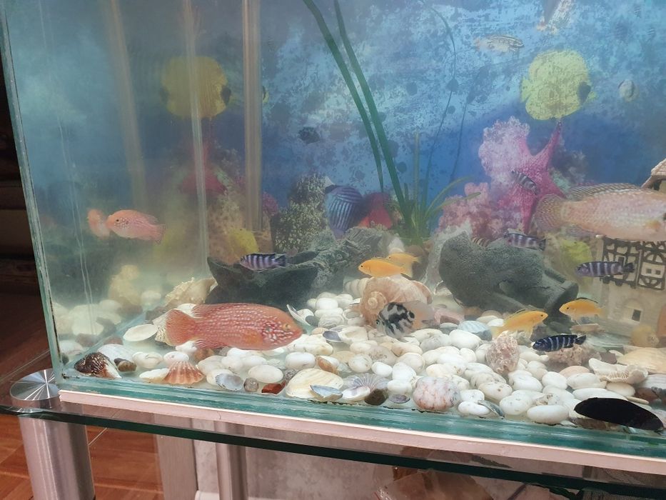 Продаю два аквариума с рыбками