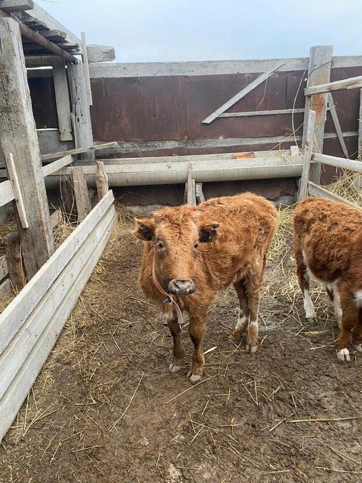 Ұрғашы баспақтар сатылады