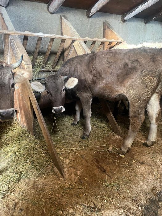 vănd juncă brună de maramureș gestantă