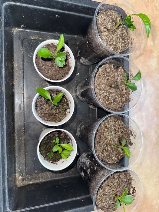 Мандаринки по 200 тенге