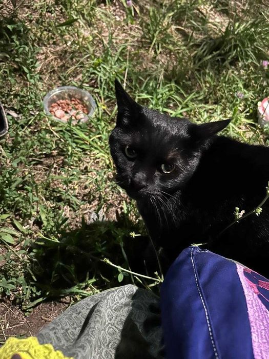 Котик ищет дом ! С материальной поддержкой от  меня!