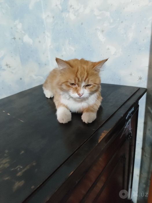 Chiroyli zotdor paxmoq mushuk sotiladi