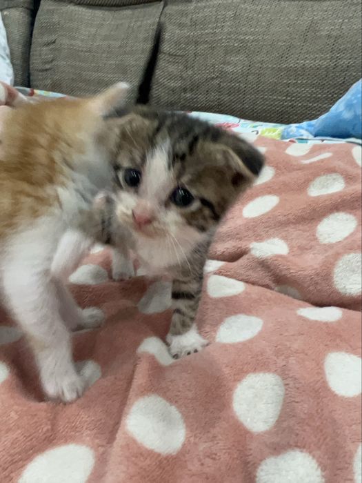 котята вислоухие