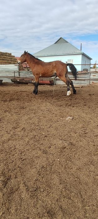 Лошади с откорма на согым