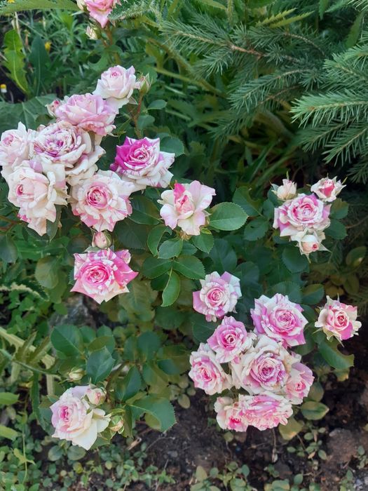 Продам дачу фёдоравка