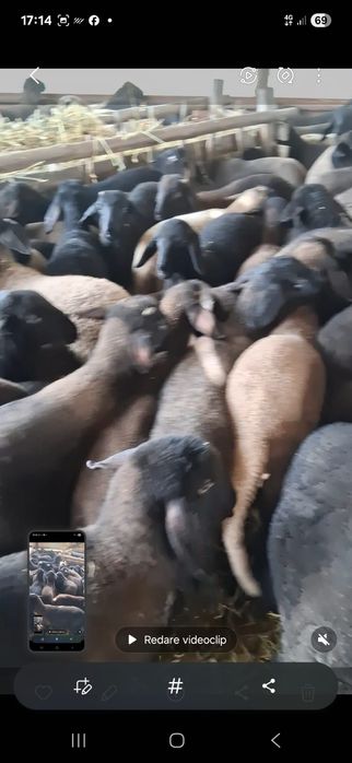 Vând miei, grămadă sau separat , sunați la numărul afișat , nu răspund la mesaje.