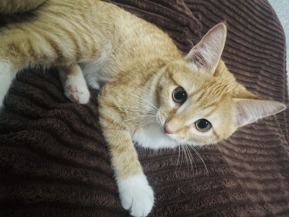 Котенок отдам бесплатно