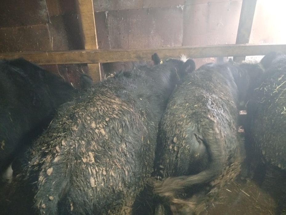 Продам телок и телят