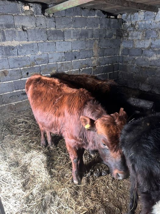 Продаю коровы  пи