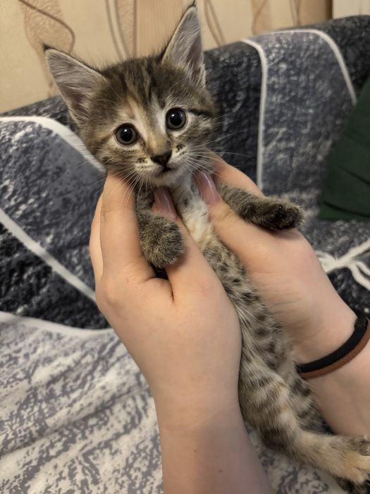 Котята  1 месяц