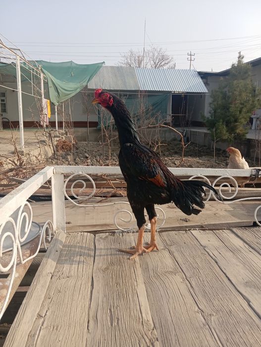 Тоза кореага турк жужа хуроз.