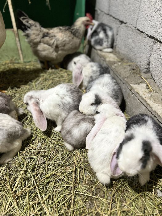 Французский вислоухи кролик