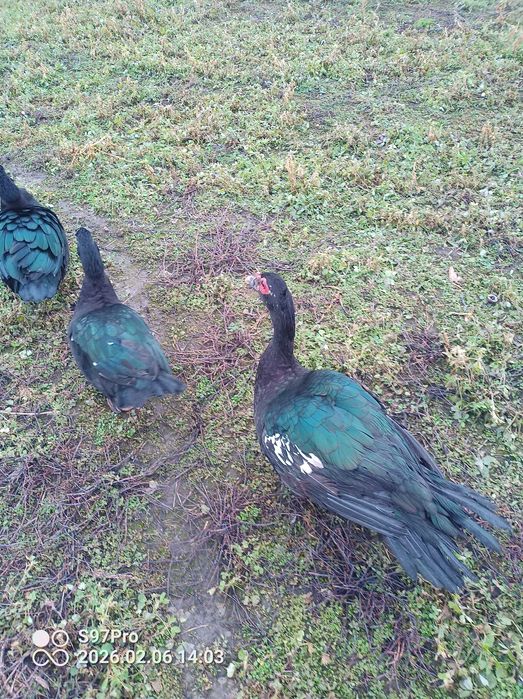 Famili rate mute ciocolatii ,negre salbatic si oua pentru incubat.