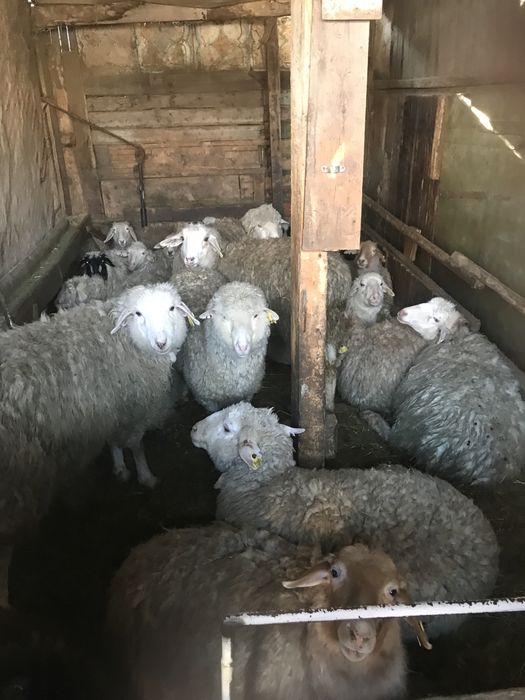 Тоқтылвр сатылады