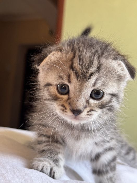 Плюшевые котята ищут дом