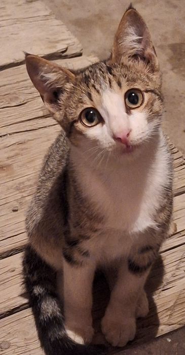 котята мальчик и девочка