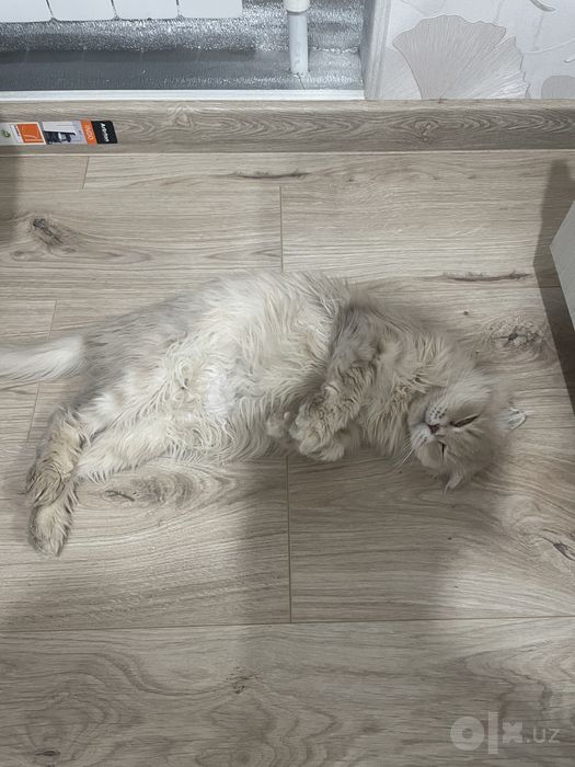 Отдам ласковую и породистую кошку, 3 года, девочка