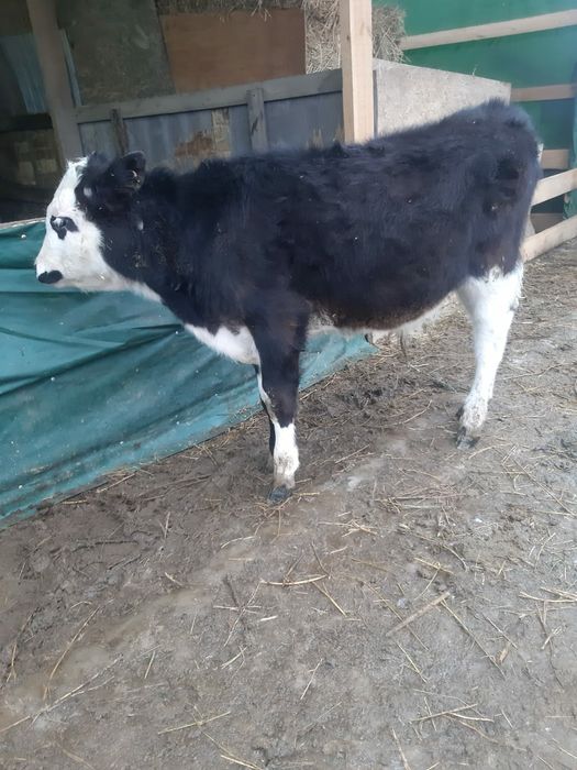 Продам теленка бычок