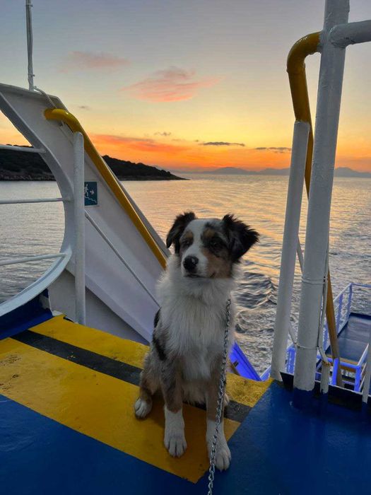 Красив австралийски овчар – мъжки, роден на 01.05.2023, търси нов дом