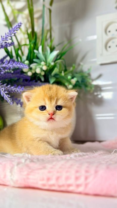 Британские шиншиллы золотые