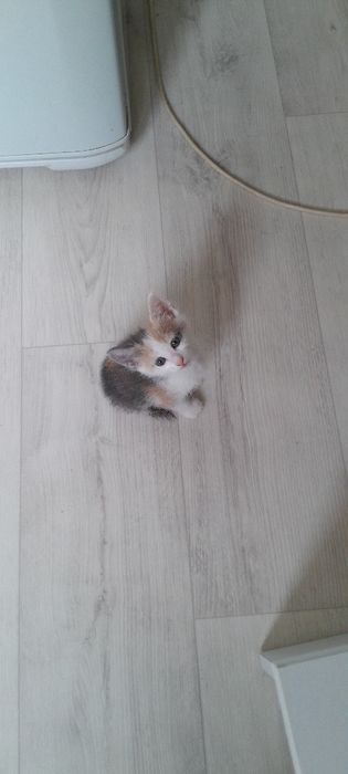 Котята бесплатно