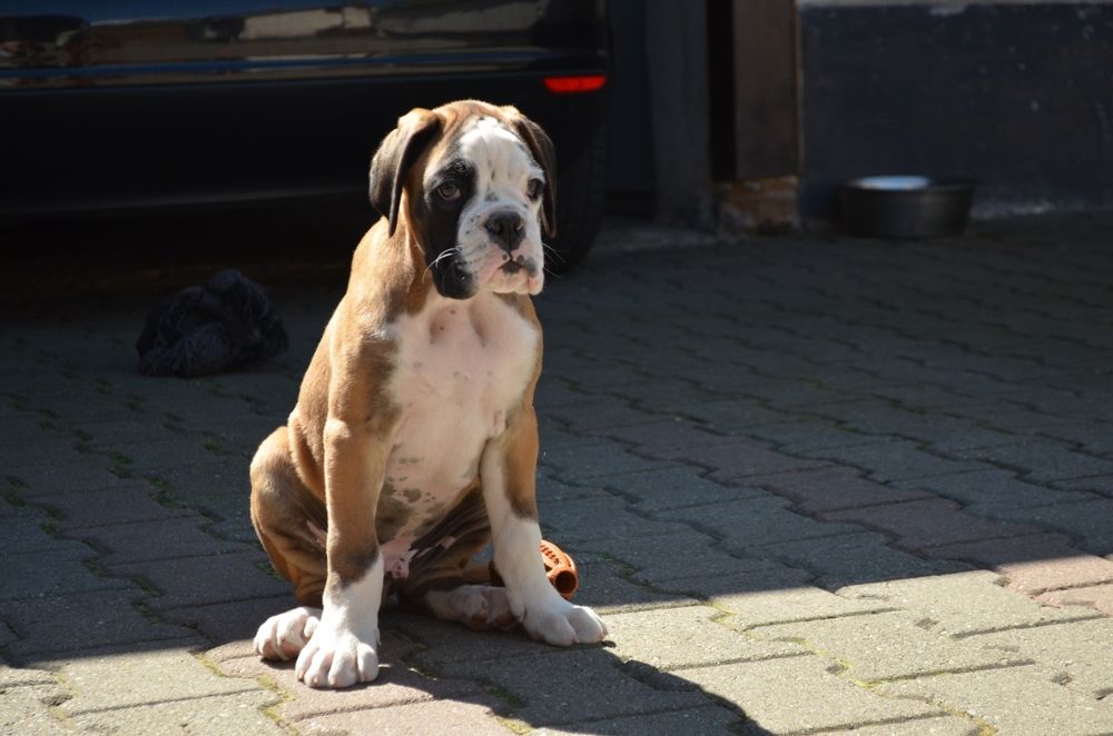 Pui Boxer cu Pedigree