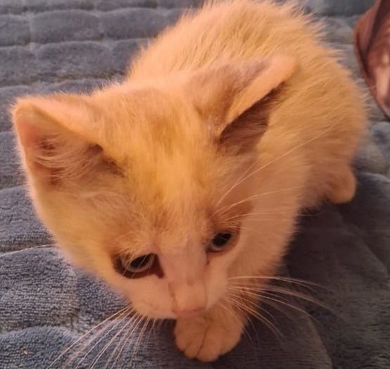 Котенок малыш в добрые ручки