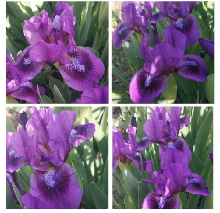 Карликовые ирисы