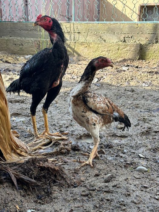 Дакандар сатылады