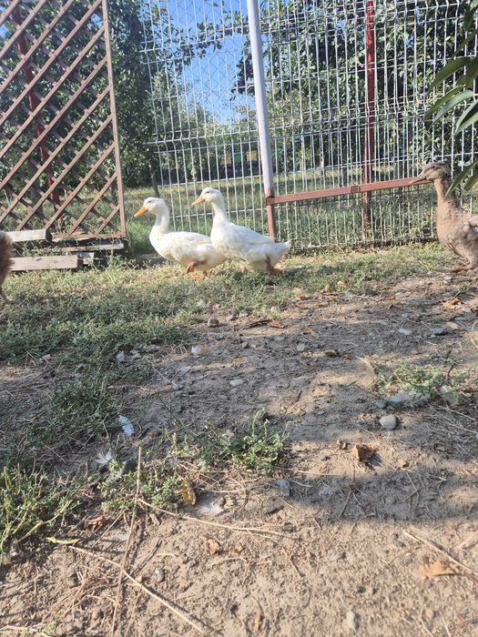Rate de vânzare.