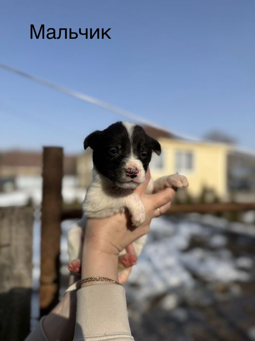 Отдам щенков в добрые руки