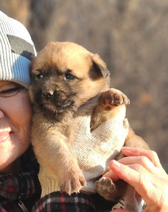 Отдам щенка в добрые руки