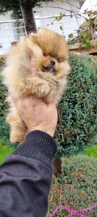 Померанче мини померан