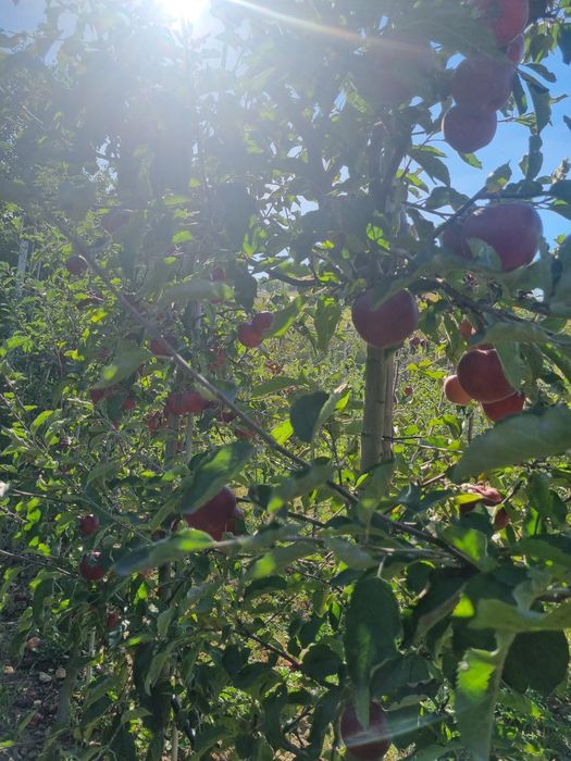 Vând mere Golden, Idared și Ionaprins – 2 lei/kg