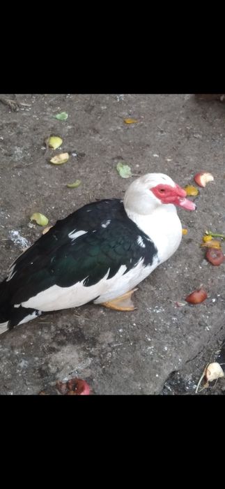 Продам индо уток