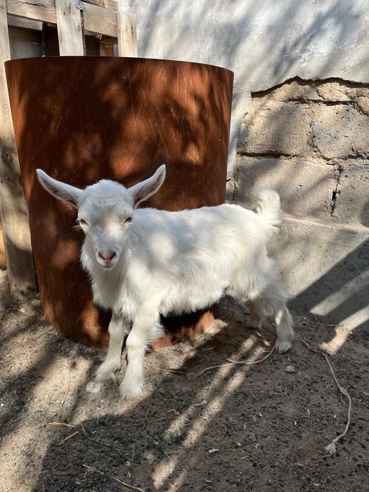 Орыс ешкі сатылады