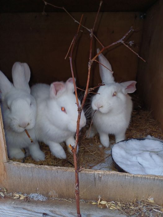 3 девочки .3 месяца- за 10000