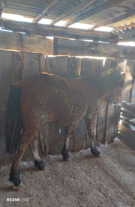 Продам тай на откорме