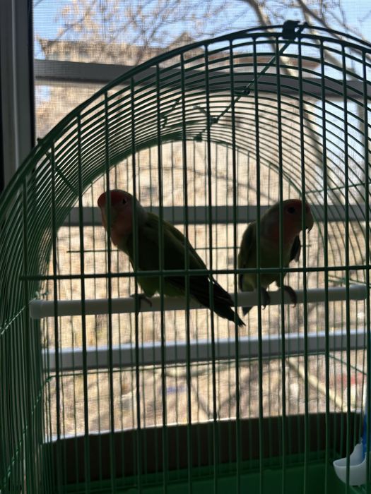 Обмен попугай неразлучник одна девочка одна мальчик