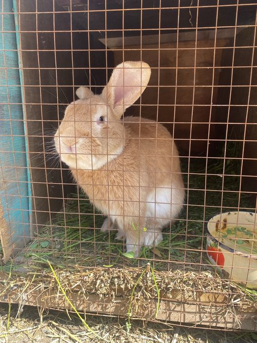 Кролики пародисты