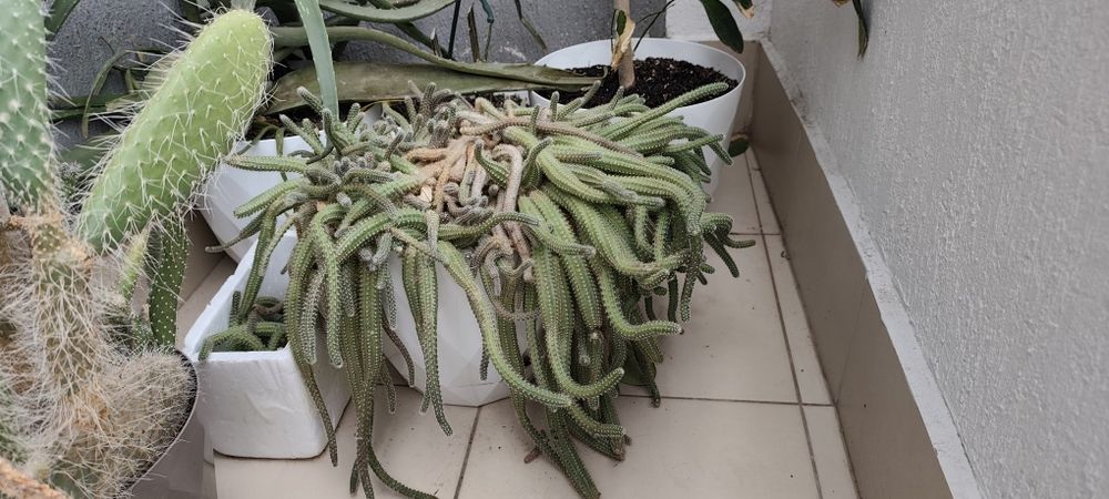 Кактуси, различни видове