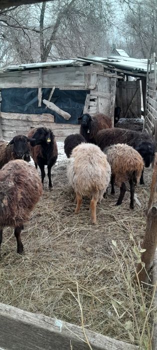 Продам овец,баранов