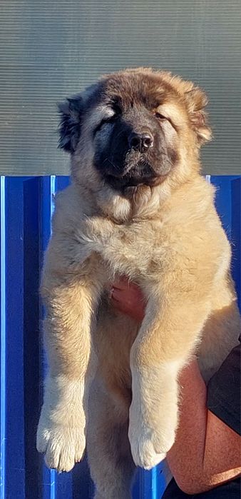 Щенки Кавказской овчарки