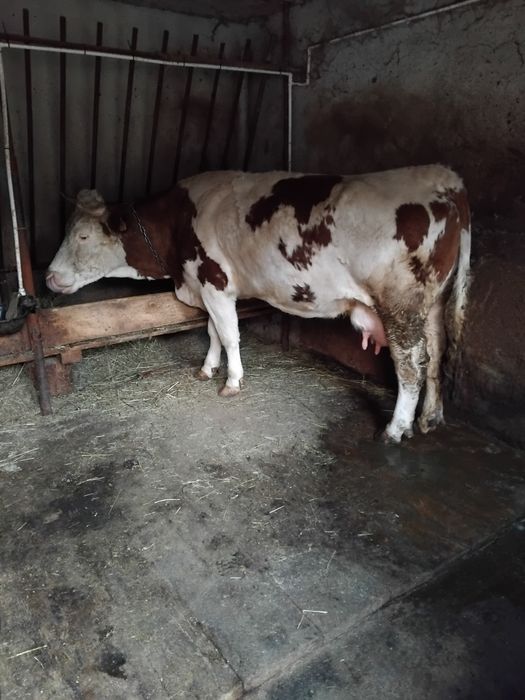 Vând vaca baltata românească!