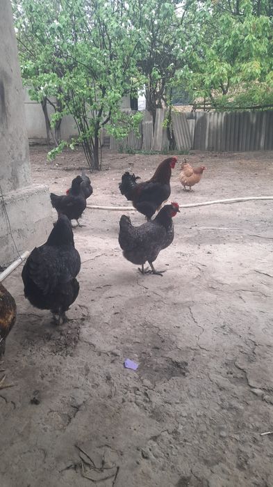 Тауыктар кораздар