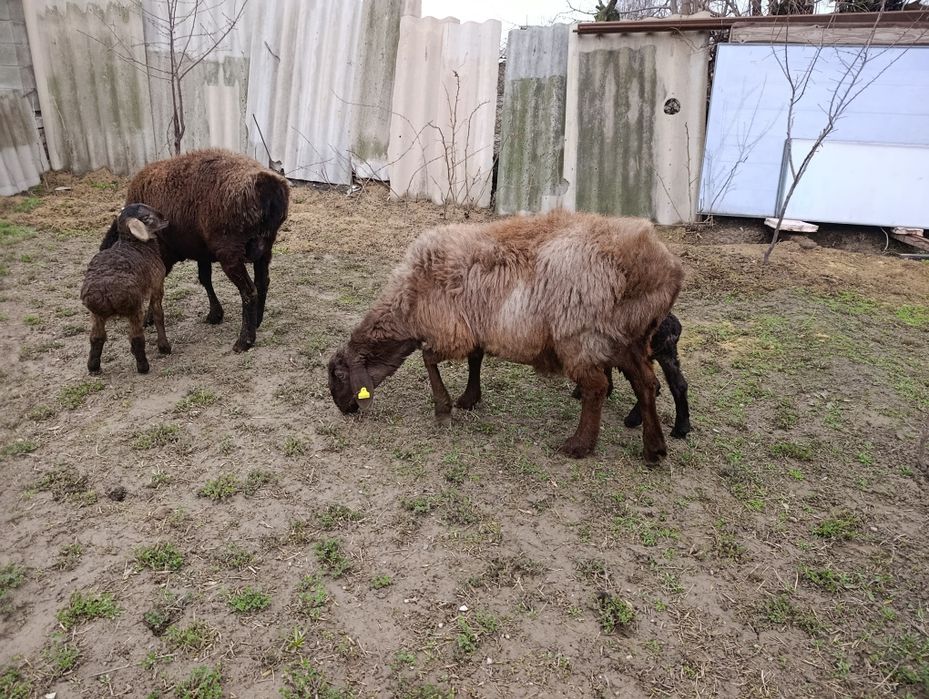 2 бас қозылы қой сатылады.