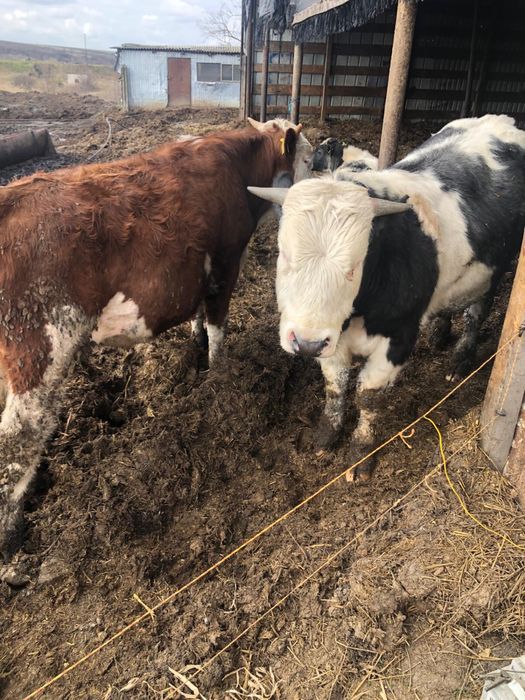 Vand :14 taurii cu varsta de 1 an in jur de 280-320kg buc